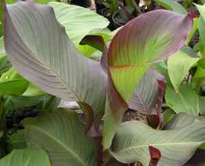 Canna lily(Canna × generalis)