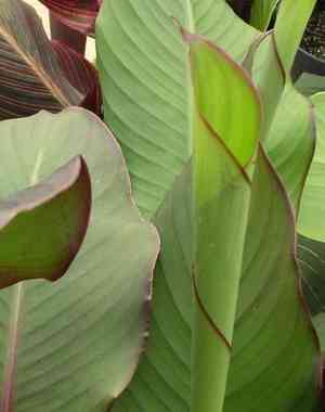 Canna lily(Canna × generalis)