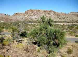 Crucifixion thorn(Canotia holacantha)
