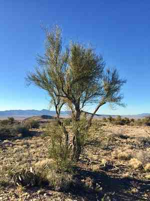 Crucifixion thorn(Canotia holacantha)