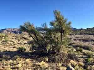 Crucifixion thorn(Canotia holacantha)