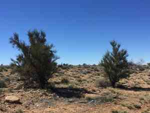 Crucifixion thorn(Canotia holacantha)