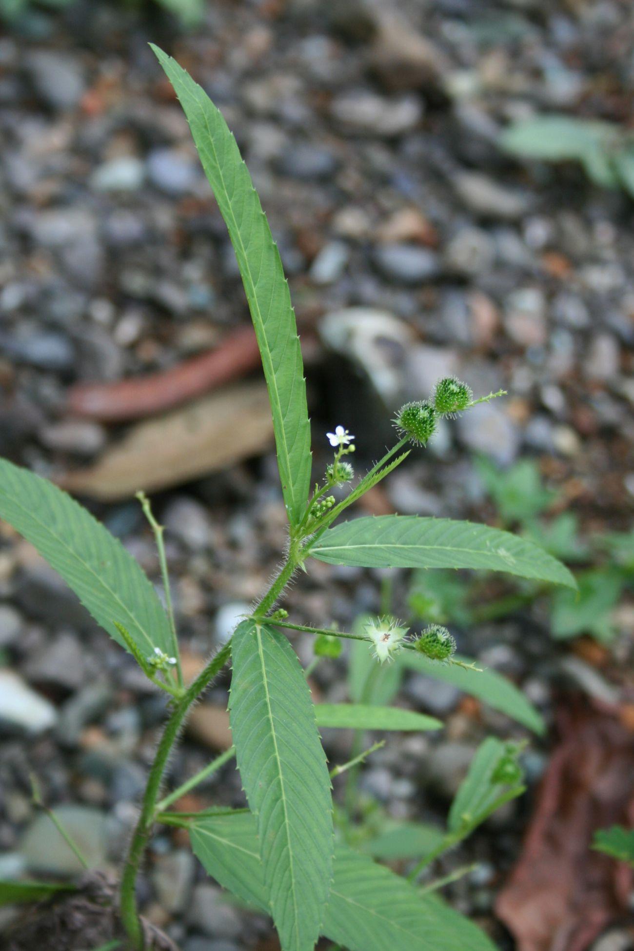 Sacatrapo (Caperonia palustris) Care Guide: Pests, Diseases, Watering ...