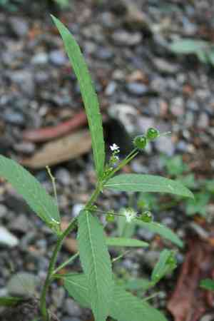 False croton (Caperonia)(Caperonia)