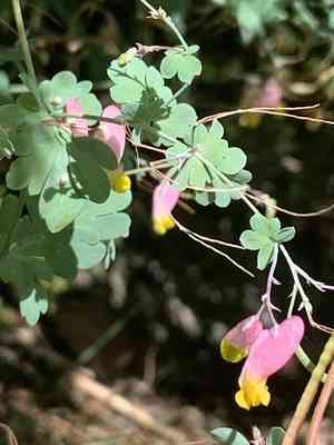 Rock harlequin(Capnoides sempervirens)