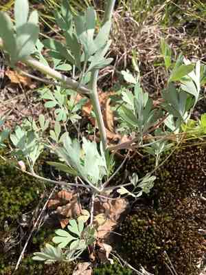 Rock harlequin(Capnoides sempervirens)