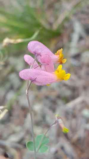 Rock harlequin(Capnoides sempervirens)