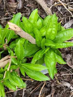 Capraria mexicana(Capraria mexicana)