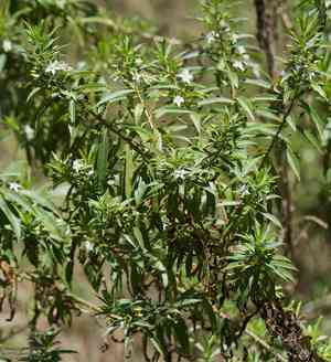 Capraria mexicana(Capraria mexicana)