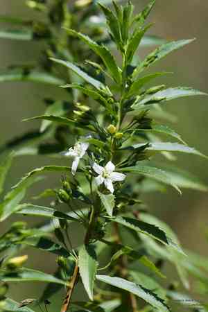 Capraria mexicana(Capraria mexicana)