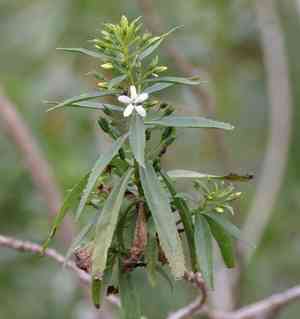 Capraria mexicana(Capraria mexicana)
