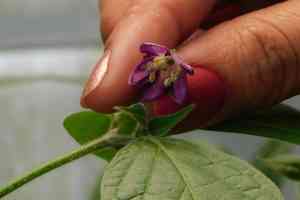Tree pepper(Capsicum pubescens)