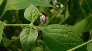 Tree pepper(Capsicum pubescens)