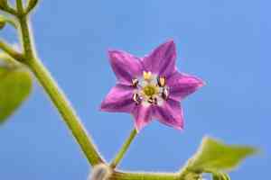 Tree pepper(Capsicum pubescens)