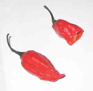 Capsicum (Capsicum)(Capsicum)