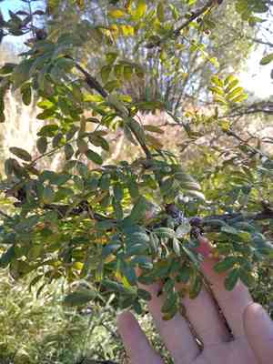 Siberian peashrub(Caragana arborescens)