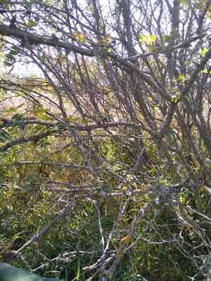 Siberian peashrub(Caragana arborescens)
