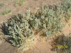 Peashrub(Caragana korshinskii)