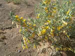 Peashrub(Caragana korshinskii)