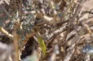 Peashrub(Caragana korshinskii)