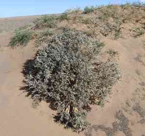 Peashrub(Caragana korshinskii)