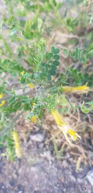Littleleaf peashrub(Caragana microphylla)