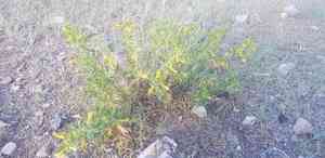 Littleleaf peashrub(Caragana microphylla)