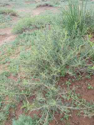 Littleleaf peashrub(Caragana microphylla)