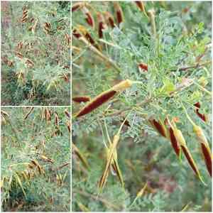 Littleleaf peashrub(Caragana microphylla)