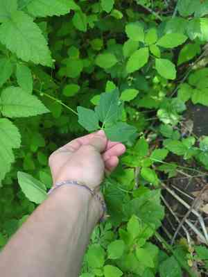 Seaside bittercress(Cardamine angulata)