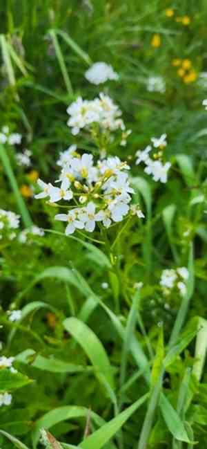 Seaside bittercress(Cardamine angulata)