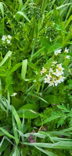 Seaside bittercress(Cardamine angulata)