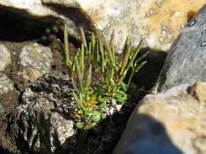 Alpine bittercress(Cardamine bellidifolia)