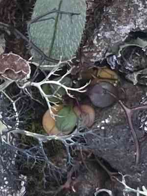 Alpine bittercress(Cardamine bellidifolia)