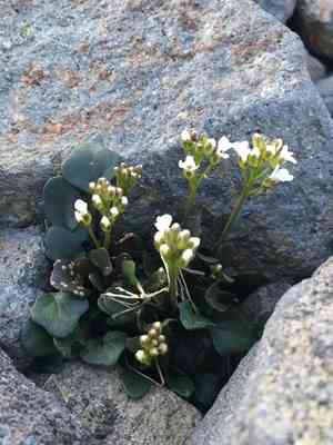 Alpine bittercress(Cardamine bellidifolia)