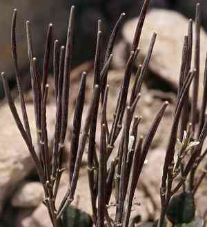 Alpine bittercress(Cardamine bellidifolia)
