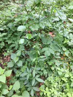 Coralroot bittercress(Cardamine bulbifera)