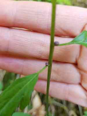 Coralroot bittercress(Cardamine bulbifera)
