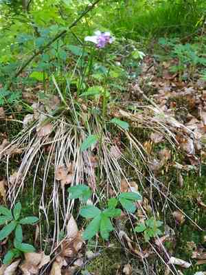 Coralroot bittercress(Cardamine bulbifera)