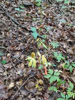 Coralroot bittercress(Cardamine bulbifera)