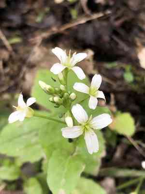 Bulbous bittercress(Cardamine bulbosa)