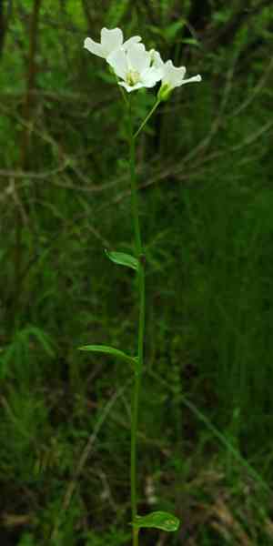 Bulbous bittercress(Cardamine bulbosa)