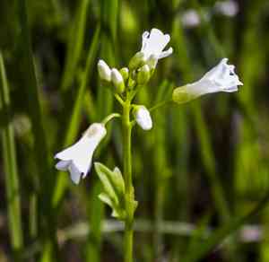 Bulbous bittercress(Cardamine bulbosa)