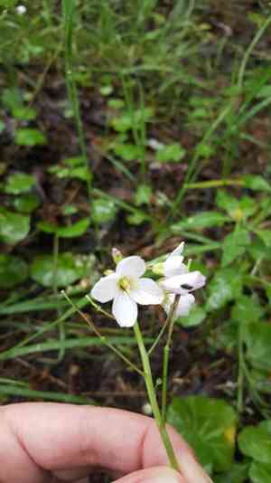 Milkmaids(Cardamine californica)