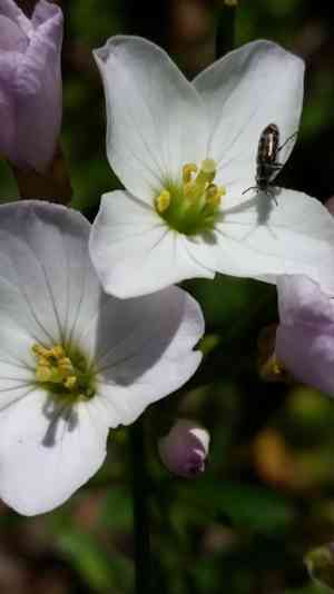 Milkmaids(Cardamine californica)