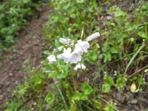 Milkmaids(Cardamine californica)