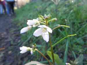 Milkmaids(Cardamine californica)