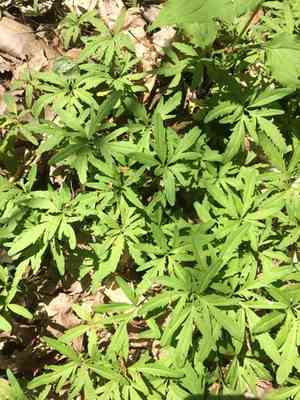 Cutleaf toothwort(Cardamine concatenata)