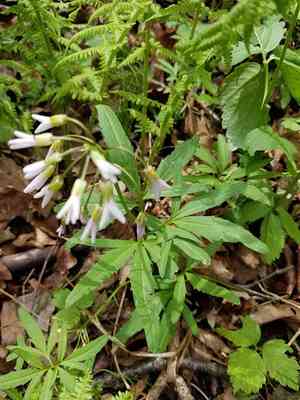 Cutleaf toothwort(Cardamine concatenata)