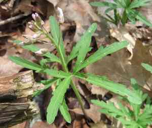 Cutleaf toothwort(Cardamine concatenata)